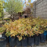 درختچه های انگور