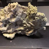 لایوراک|ماهی|تهران, آسمان|دیوار