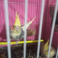 تعدادی عروس هلندی ومرغ عشق دستی ونیمه دستی|پرنده|مشهد, شهرک مهر آباد|دیوار