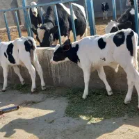 گوساله وگاو