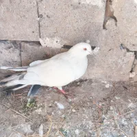 کبوتر پرنده