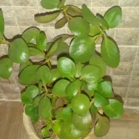 گل یشم|گل و گیاه طبیعی|خرمدره, |دیوار