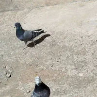 کبوتر ساعت بالا