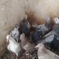 کفتر شهرستانی|پرنده|تهران, فلاح|دیوار