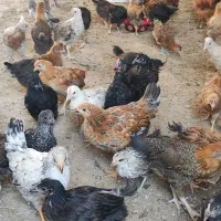 جوجه محلی
