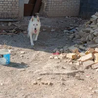 سگ مخصوص نگهبانی|سگ|بجنورد, |دیوار