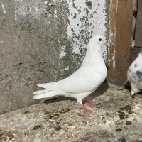 کبوتر گرهن|پرنده|قشم, |دیوار