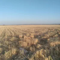 اجاره ۷۲ آب ۸۰هکتار زمین کشاورزی|اجارهٔ دفتر صنعتی، کشاورزی، تجاری|جوادآباد, |دیوار