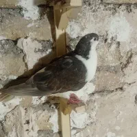 کبوتر