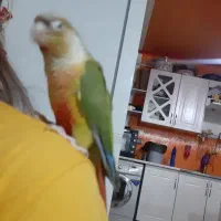 یک جفت گرینچیک رام و دستی|پرنده|بافت, |دیوار