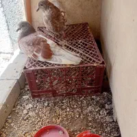جوجه کفتر خوشگل