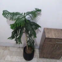 کاج مطبق|گل و گیاه طبیعی|کرمانشاه, |دیوار