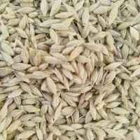 جو آبی شش پر ارمغان اصلاح شده پایه بلند