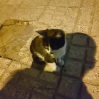 نیاز به سرپرست فوری گربه مادر و بچه|گربه|تهران, دهقان|دیوار