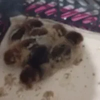 جوجه