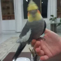 فروش ۲عدد عروس هلندی نر طوسی دستی