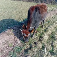 فروش ایشه|حیوانات مزرعه|رشت, نامجو|دیوار