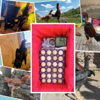 فروش تخم مرغ لاری اصل نطفه دار