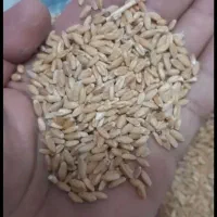 گندم|لوازم جانبی حیوانات|هلیلان, |دیوار