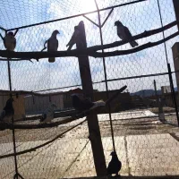 کبوتر تهرانی|پرنده|ملکشاهی, |دیوار