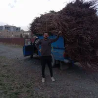 نهالستان تعاونی وخدمات باغی ودرخت کاری فضاسازی