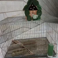 قفس بزرگ ومحکم