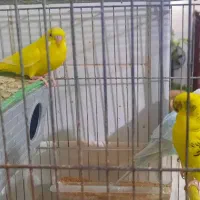 مرغ عشق|پرنده|اردبیل, |دیوار