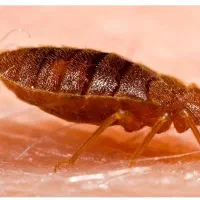 طعمه موش سم ساس مارمولک موریانه گال سوسک..|عمدهفروشی|قم, چهل درخت|دیوار