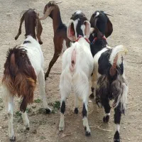 چهار عدد کولار پاکستانی آبستن ضمانتی