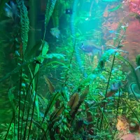 اکواریوم ۸۰سانت در ۴۵ ارتفا ۴۵ فول پلنت و ماهی|ماهی|نقده, |دیوار