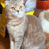 بریتیش‌بلو‌ خاص|گربه|رشت, شهرک قدس|دیوار