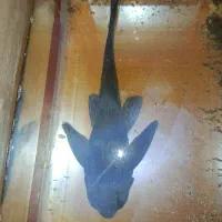 لجن خوار 25 سانتی|ماهی|محمدیه-قزوین, |دیوار