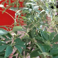 شفلرای بزرگ و سالم|گل و گیاه طبیعی|سردرود, |دیوار