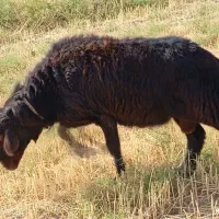 قوچ شیشک دو دندان افشاری