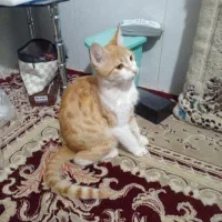 گربه خانگی|گربه|سبزوار, قصبه غربی|دیوار