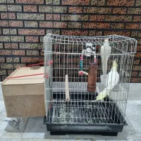 جفت عروس هلندی لوتینو