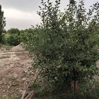 فروش زمین ۱۲۷۰ متری در مهدی آباد|فروش زمین و ملک کلنگی|اصفهان, مهدی آباد|دیوار