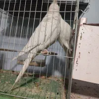 دوجفت عروس دارم