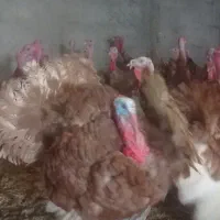 30عد تخم نطفه دار|حیوانات مزرعه|نجف‌آباد, جوزدان|دیوار