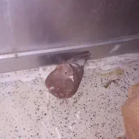 سرخ دم سفید|پرنده|مبارکه, |دیوار