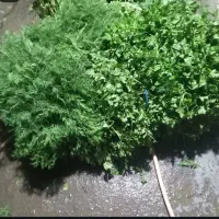 سبزی|خوردنی و آشامیدنی|سرخنکلاته, |دیوار