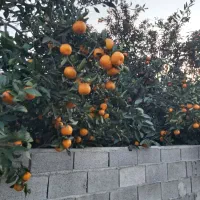 نارنگی محلی اونشو جویبار|خوردنی و آشامیدنی|کوهیخیل, |دیوار