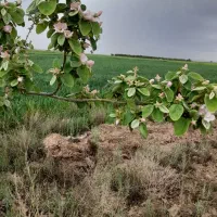 فروش ملک کشاورزی|اجارهٔ دفتر صنعتی، کشاورزی، تجاری|نصر آباد, |دیوار