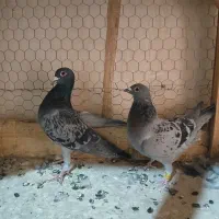 کبوتر پلاکی|پرنده|مبارکه, |دیوار