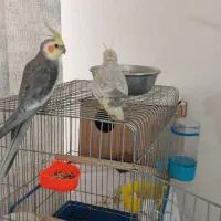 یک جفت عروس هلندی مولد