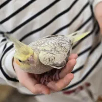 عروس هلندی|پرنده|کیاشهر, |دیوار