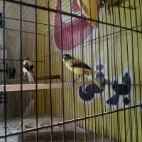 قناری قورلتی نر وماده