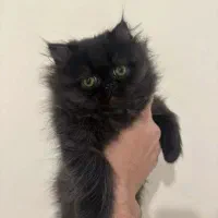 گربه پرشین مشکی