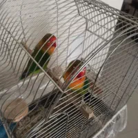 جفت کوتوله برزیلی|پرنده|مشهد, آزادشهر|دیوار