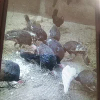 بوقلمون سالم 9 ماهه
